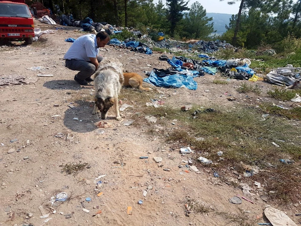 Çöp döküm sahasındaki hayvanlara sağlık taraması