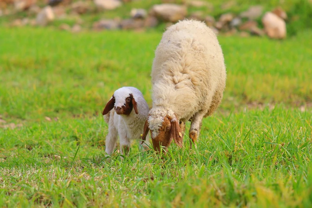 Osmaniye`de 398 bin 380 hayvan aşılandı