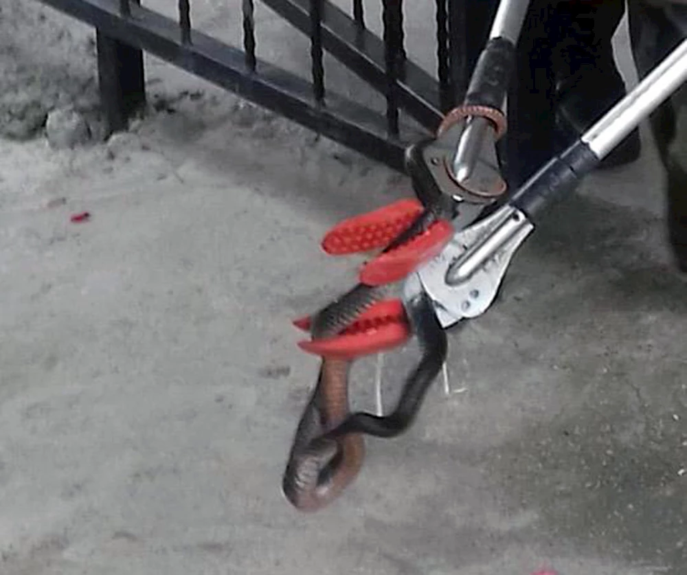 Mutfağa giren yılan, itfaiyecileri seferber etti