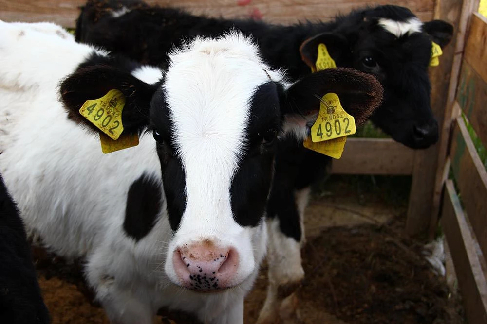 100 başa kadar düve alımına, yüzde 30 hibe desteği