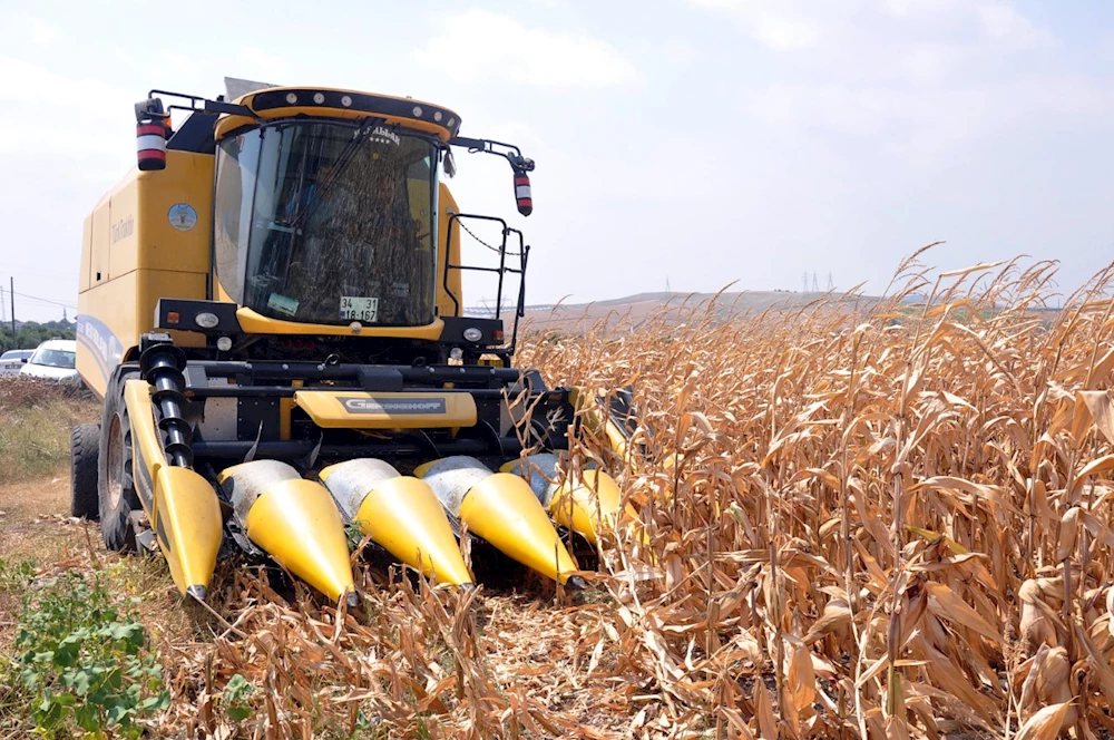 Osmaniye`de dane mısır hasadına başlandı