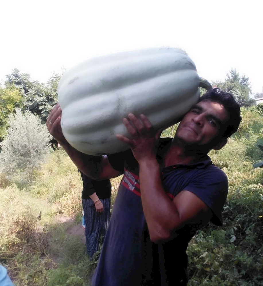 İlginç Balkabağı