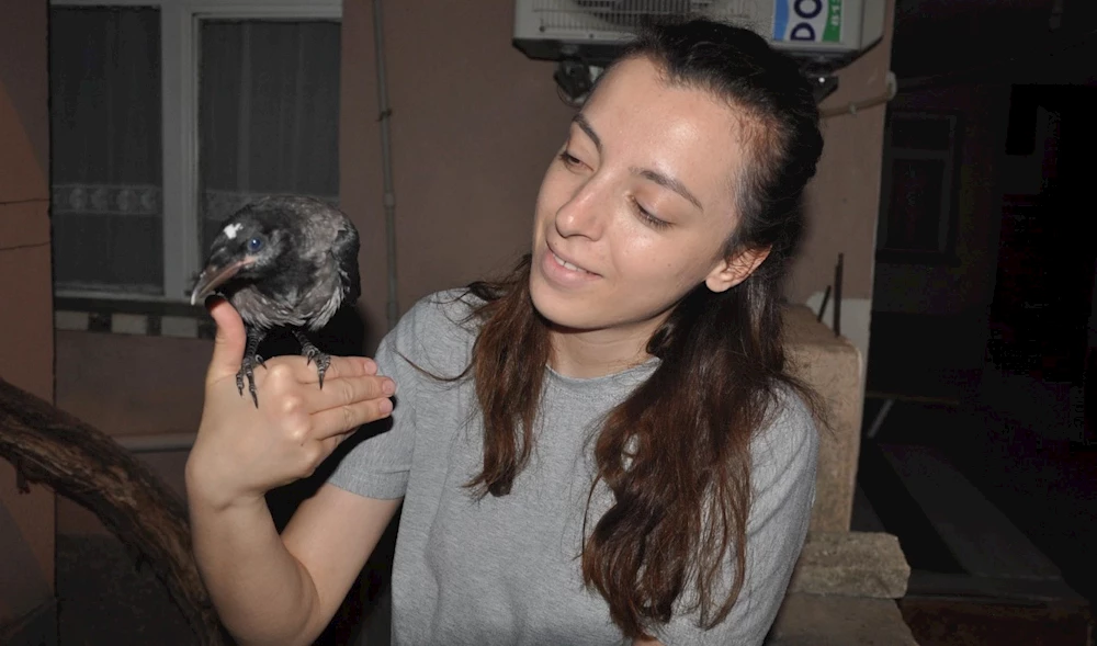 Açlıktan halsiz düşen yavru karga tedavi altına alındı