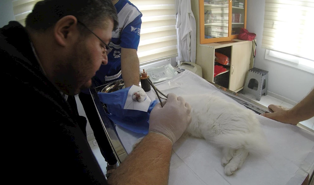 Yaralı anne kedinin bacağı, son anda kesilmekten kurtarıldı