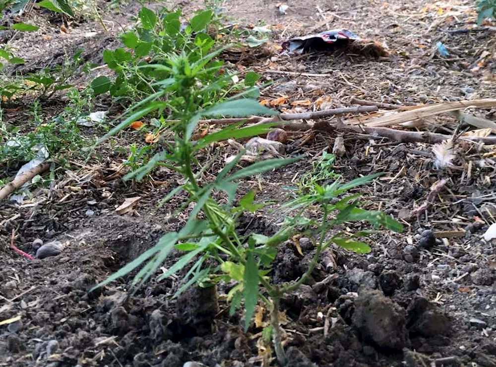 Gübre çuvalından uyuşturucu çıktı