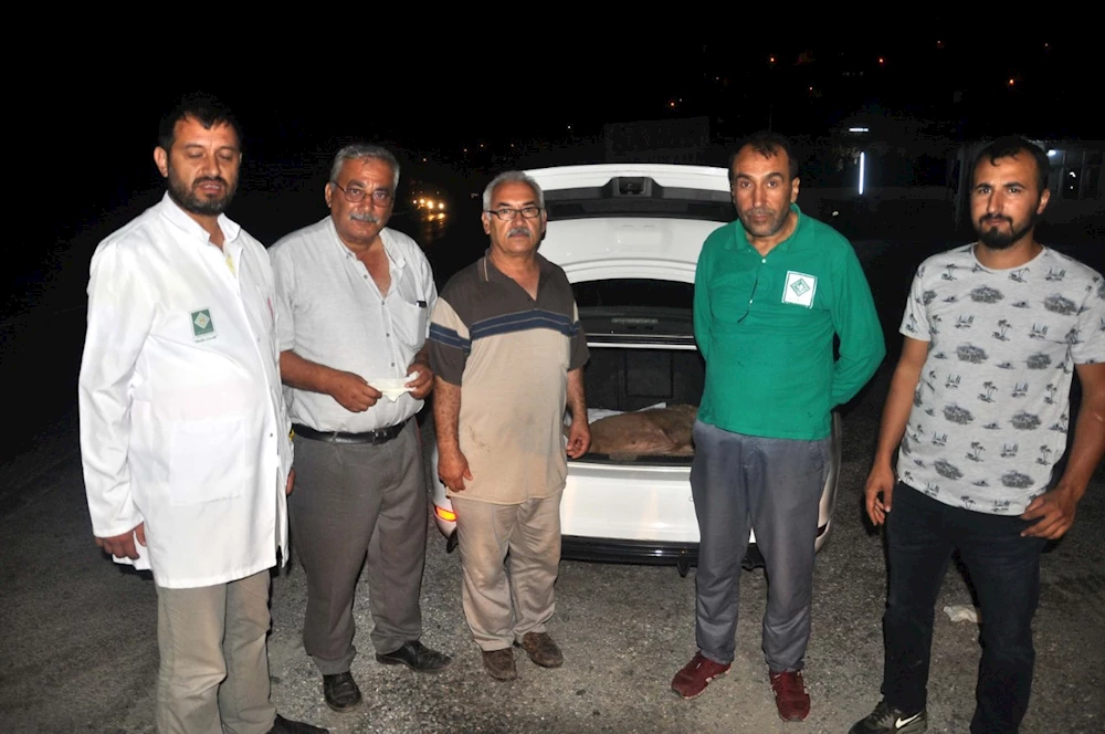 Uyuz hastalığına yakalanan sokak köpekleri tedavi edilecek