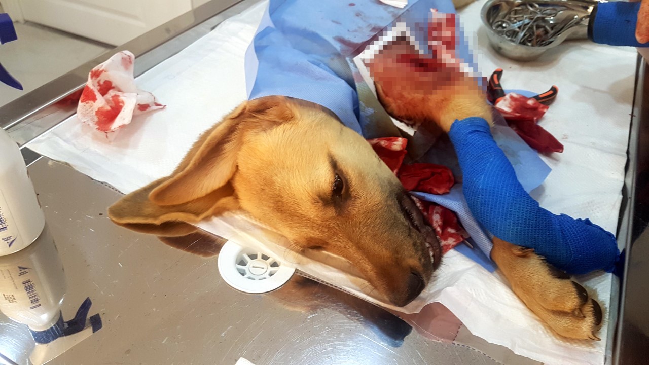 Bacağı kırık sokak köpeği tedavi edildi