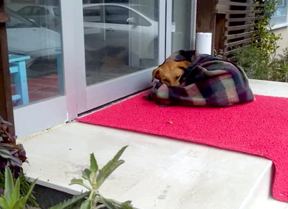 Üşüyen sokak köpeğini battaniyeye sarıp ısıttılar