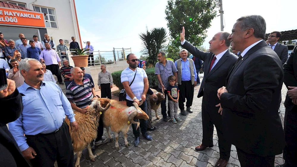 Osmaniye`de 80 yetiştiriciye damızlık koç dağıtıldı
