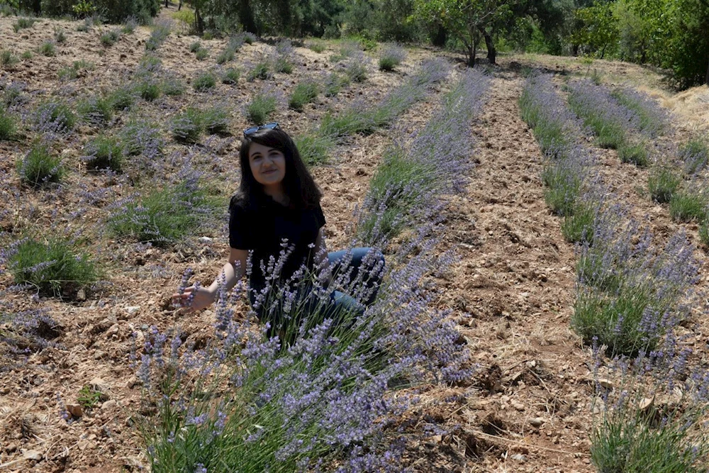 Kahramanmaraş?ta Yetiştirilen Lavantalar Hasada Geldi