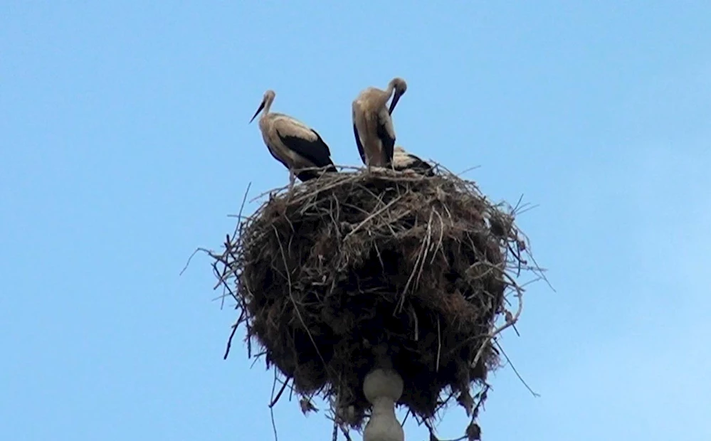 Minarenin alemindeki leylek yuvası köyün simgesi oldu