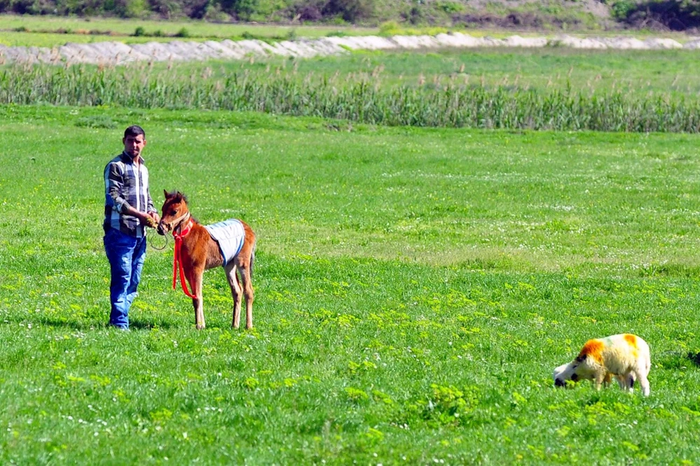 Osmaniye`de, 40 bin 559 dekar mera tespiti yapıldı