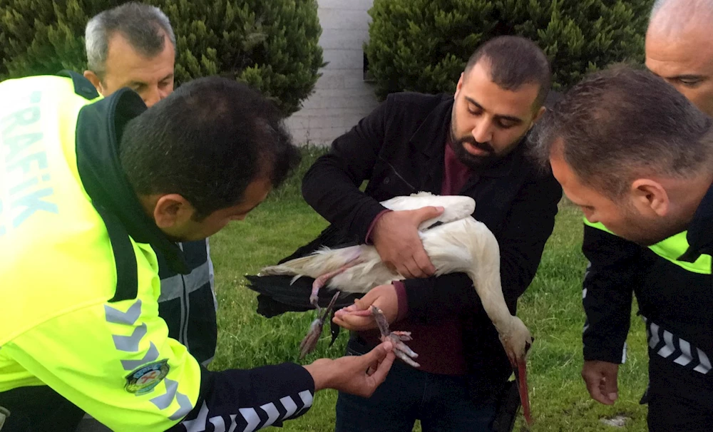 Kargaların saldırısına uğrayan yaralı leyleği polisler kurtardı