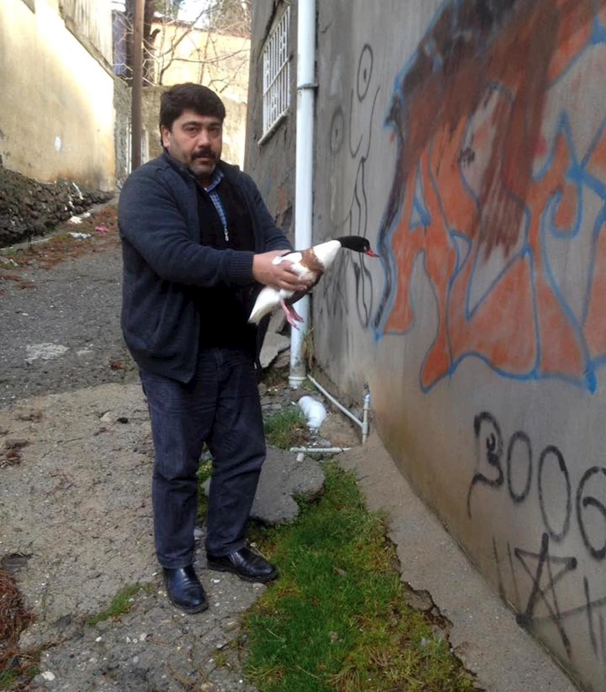 Bitkin halde bulunan `Suna` doğaya salındı