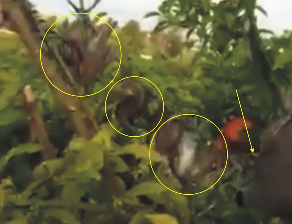 Tuzaklı Saka Kuşu Yakalama Görüntüleri, Tepkilere Neden Oldu