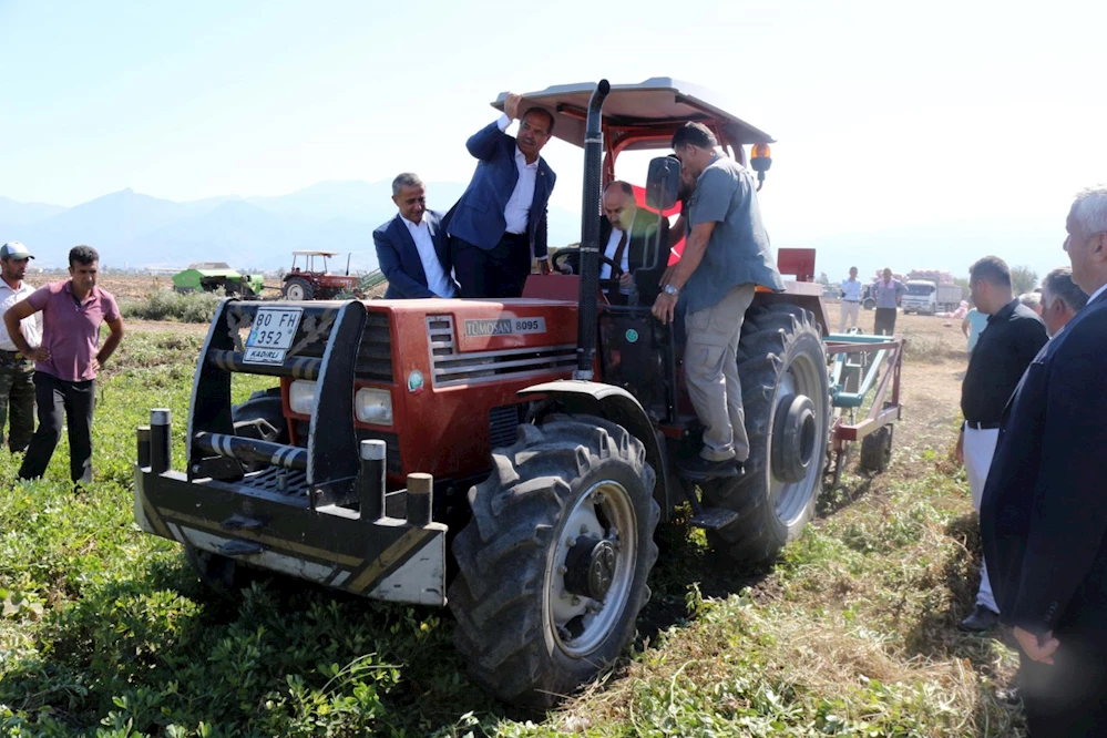 Osmaniye`de yerfıstığı hasadına başlandı